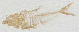 Small Diplomystus Fossil Fish - Wyoming #22118-1